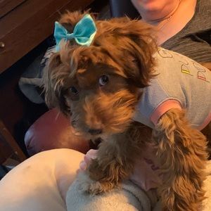 Meet your Posher, Antonia